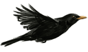 Blackbird Horizons logo